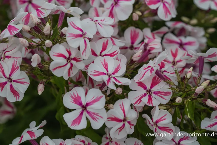 Hohe Flammenblume 'Twister' 1 Liter Topf