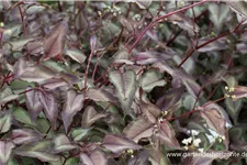 Persicaria microcephala 'Silver Dragon' 1 Liter Topf