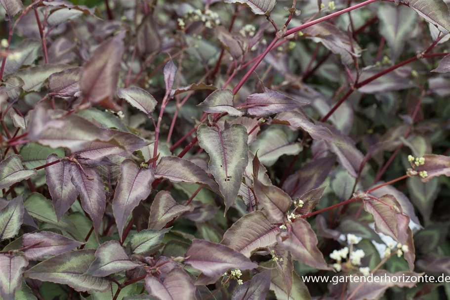 Persicaria microcephala 'Silver Dragon' 1 Liter Topf