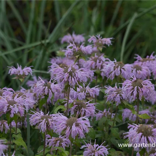 Indianernessel 'Elsie'