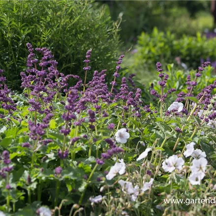 Quirlblütiger Salbei 'Purple Rain'