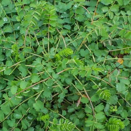 Kleiner Wiesenknopf, Pimpinelle