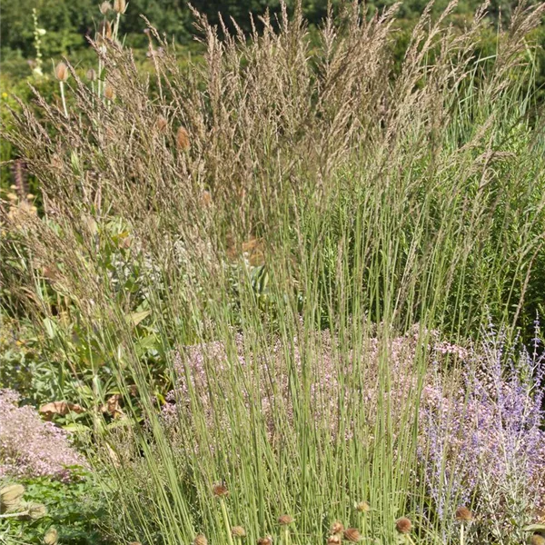 Kleines Pfeifengras 'Dauerstrahl'