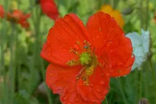 Island-Mohn 'Gartenzwerg' 9 x 9 cm Topf 0,5 Liter