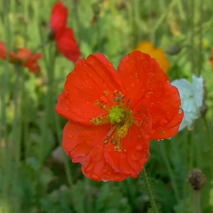 Island-Mohn 'Gartenzwerg'