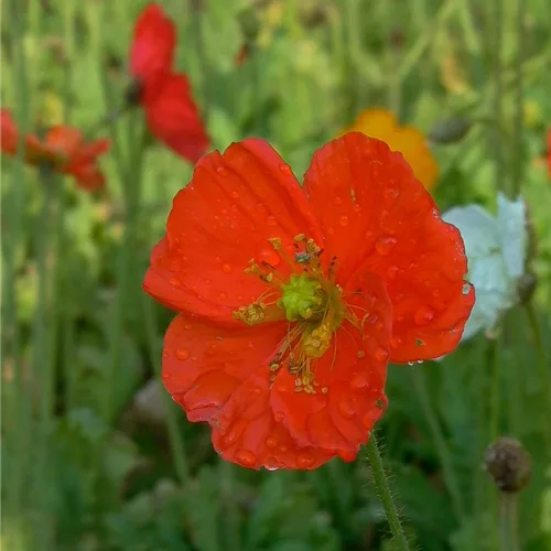 Island-Mohn 'Gartenzwerg'