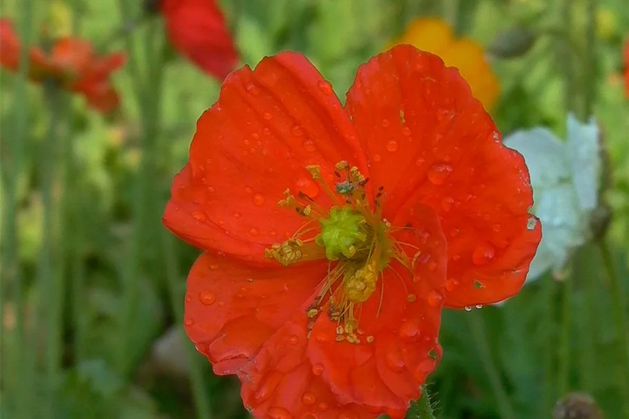 Island-Mohn 'Gartenzwerg' 9 x 9 cm Topf 0,5 Liter