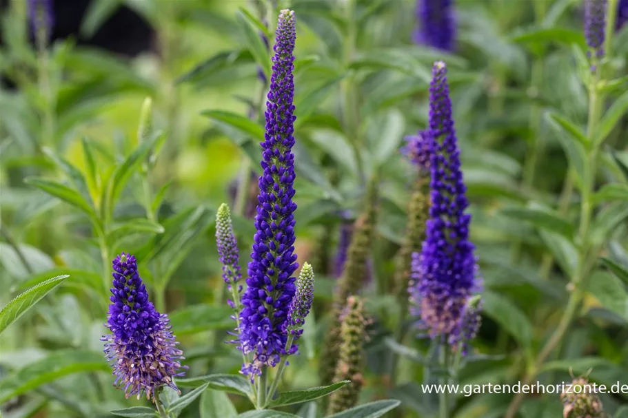 Veronica longifolia 'Marietta' -R- 9 x 9 cm Topf 0,5 Liter 