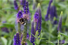 Veronica longifolia 'Marietta' -R- 9 x 9 cm Topf 0,5 Liter 