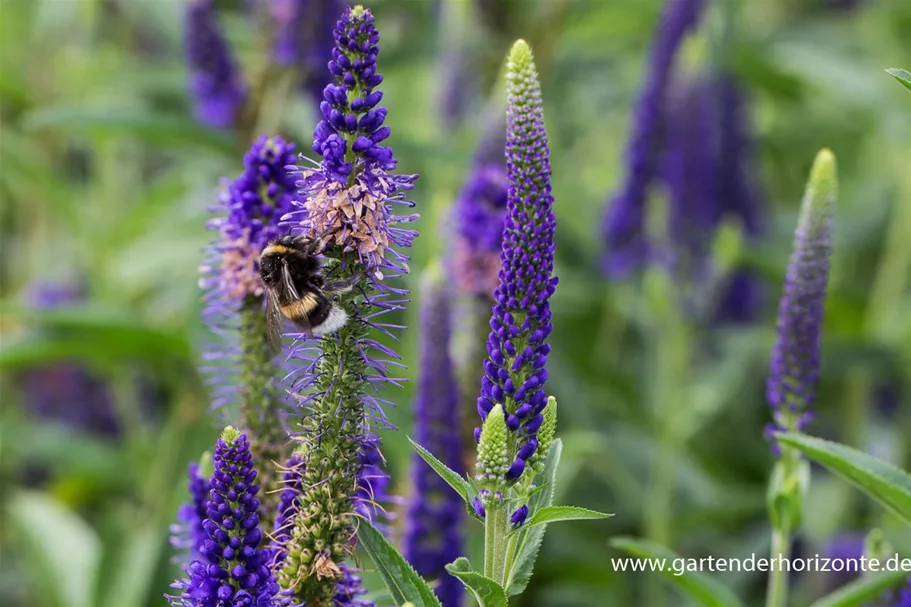 Veronica longifolia 'Marietta' -R- 9 x 9 cm Topf 0,5 Liter 