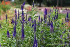 Veronica longifolia 'Marietta' -R- 9 x 9 cm Topf 0,5 Liter 