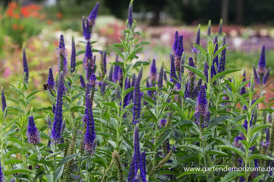 Veronica longifolia 'Marietta' -R- 9 x 9 cm Topf 0,5 Liter 