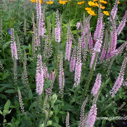 Langblättriger Ehrenpreis 'Pink Damask'