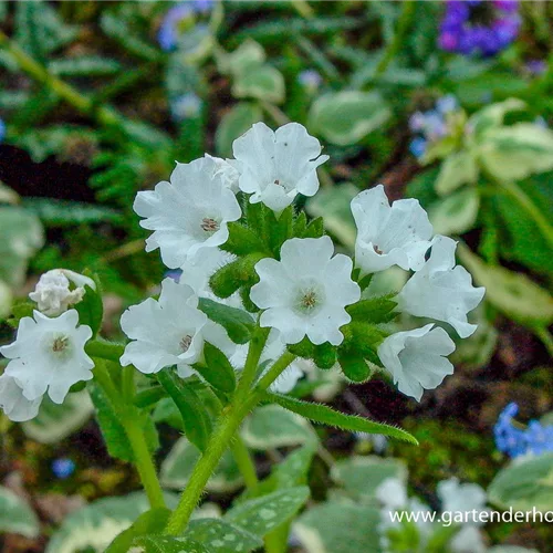 Kleingeflecktes Lungenkraut 'Sissinghurst White'