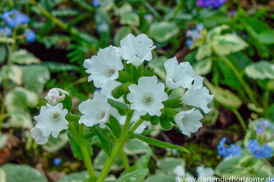 Kleingeflecktes Lungenkraut 'Sissinghurst White' 9 x 9 cm Topf 0,5 Liter