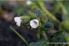 Kleingeflecktes Lungenkraut 'Sissinghurst White' 9 x 9 cm Topf 0,5 Liter