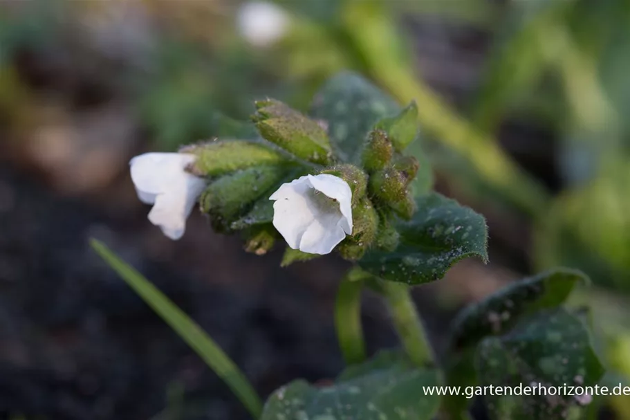 Kleingeflecktes Lungenkraut 'Sissinghurst White' 9 x 9 cm Topf 0,5 Liter