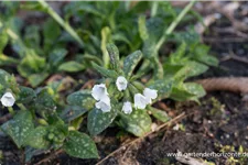 Kleingeflecktes Lungenkraut 'Sissinghurst White' 9 x 9 cm Topf 0,5 Liter