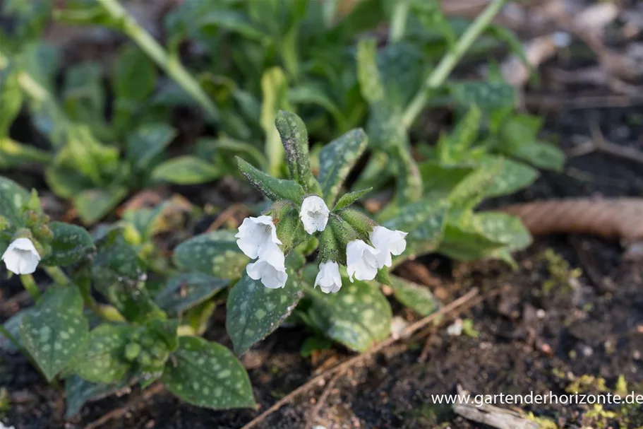 Kleingeflecktes Lungenkraut 'Sissinghurst White' 9 x 9 cm Topf 0,5 Liter