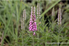 Langblättriger Ehrenpreis 'Pink Eveline' 9 x 9 cm Topf 0,5 Liter