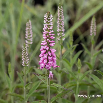 Langblättriger Ehrenpreis 'Pink Eveline'