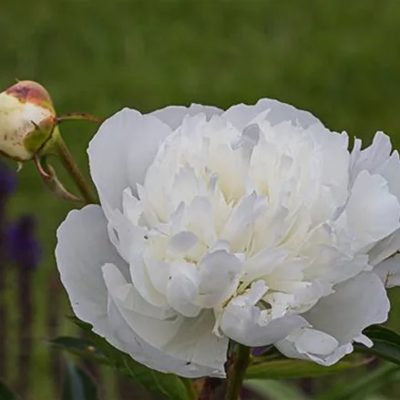 Pfingstrose 'Duchesse de Nemours'