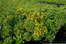 Reichblühendes Teppich-Sedum 'Weihenstephaner Gold' 9 x 9 cm Topf 0,5 Liter