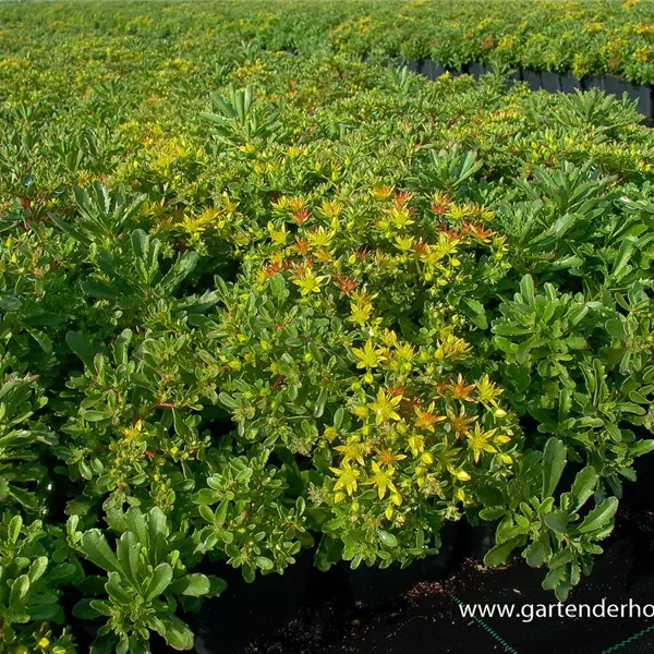 Reichblühendes Teppich-Sedum 'Weihenstephaner Gold'