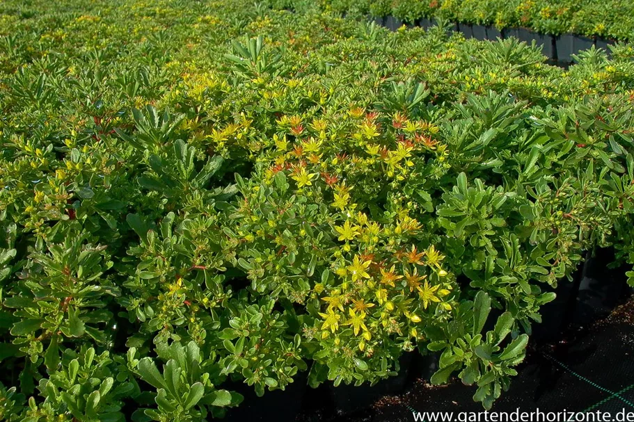 Reichblühendes Teppich-Sedum 'Weihenstephaner Gold' 9 x 9 cm Topf 0,5 Liter