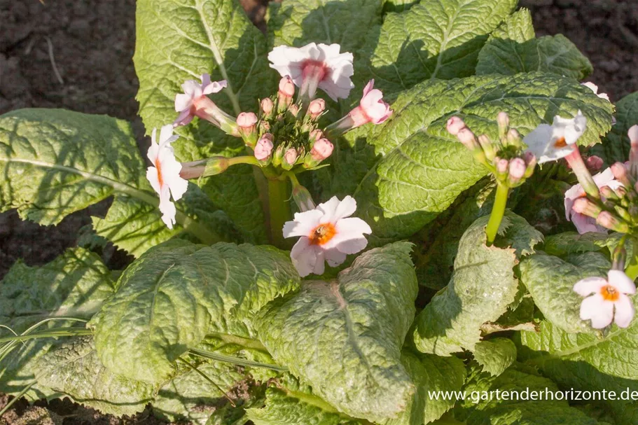 Japanische Etagen-Primel 'Appleblossom' 9 x 9 cm Topf 0,5 Liter