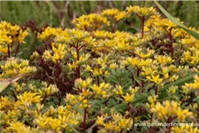 Reichblühendes Teppich-Sedum 'Weihenstephaner Gold' 9 x 9 cm Topf 0,5 Liter