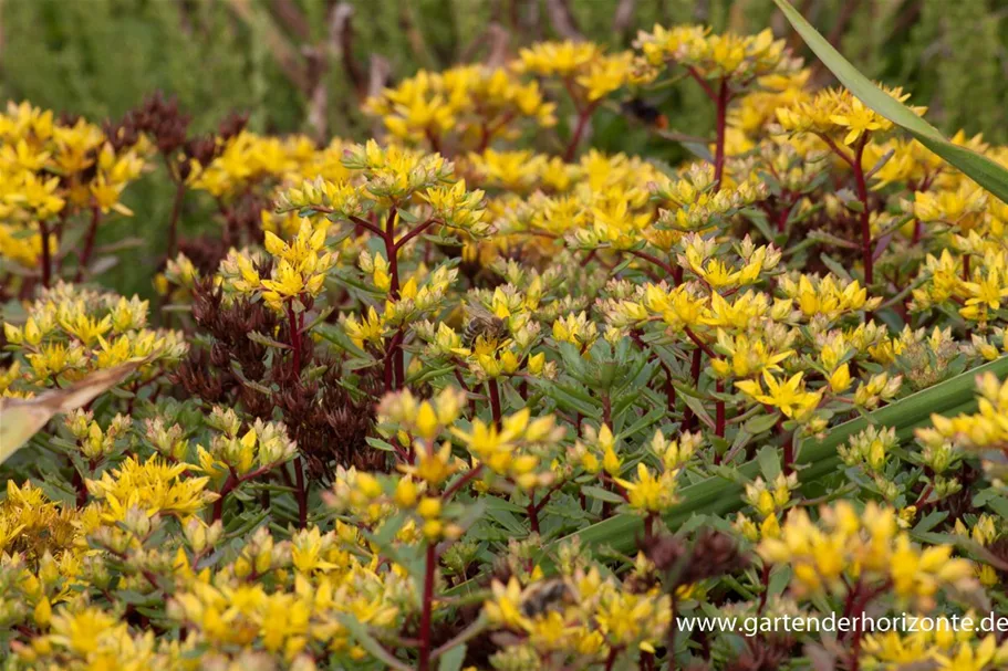 Reichblühendes Teppich-Sedum 'Weihenstephaner Gold' 9 x 9 cm Topf 0,5 Liter