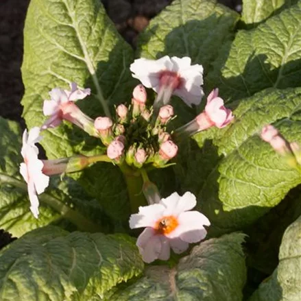 Japanische Etagen-Primel 'Appleblossom'