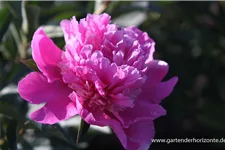 Pfingstrose 'Amabilis' 2 Liter Topf