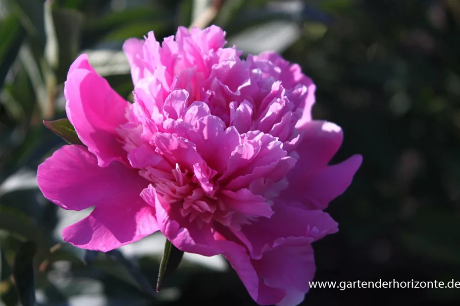 Pfingstrose 'Amabilis' 2 Liter Topf