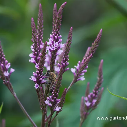 Lanzen-Eisenkraut 'Pink Spires'