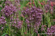 Lanzen-Eisenkraut 'Pink Spires' 9 x 9 cm Topf 0,5 Liter