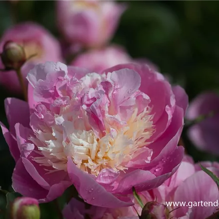 Pfingstrose 'Bowl of Beauty'