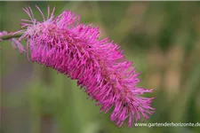 Japanischer Wiesenknopf 1 Liter Topf