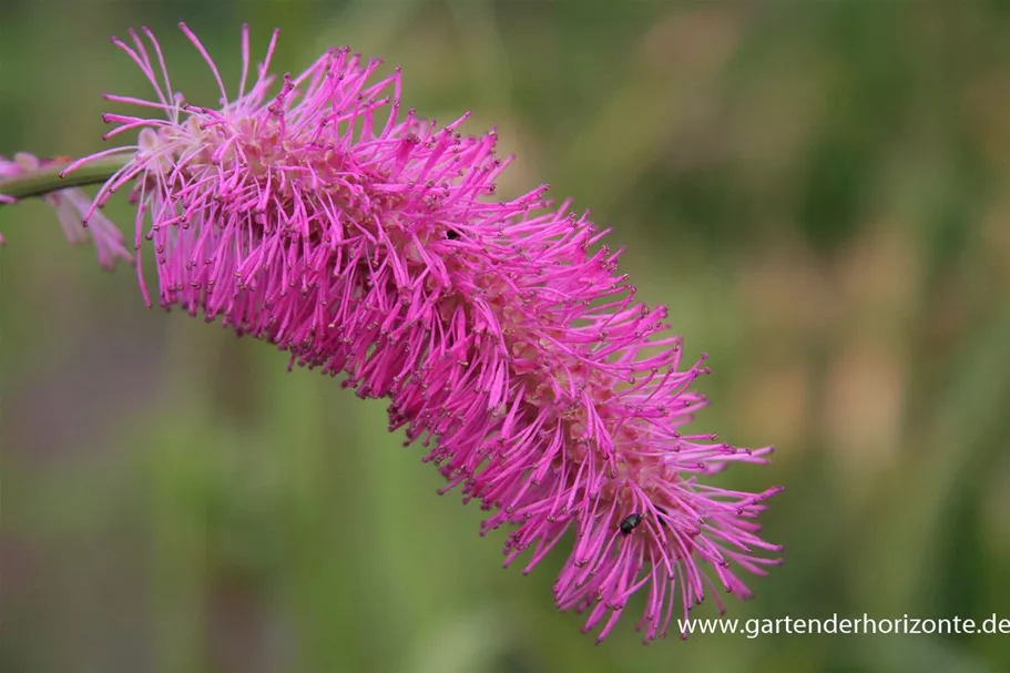 Japanischer Wiesenknopf 1 Liter Topf