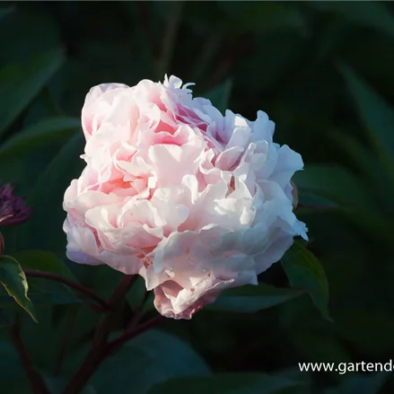 Pfingstrose 'Catharina Fontijn'