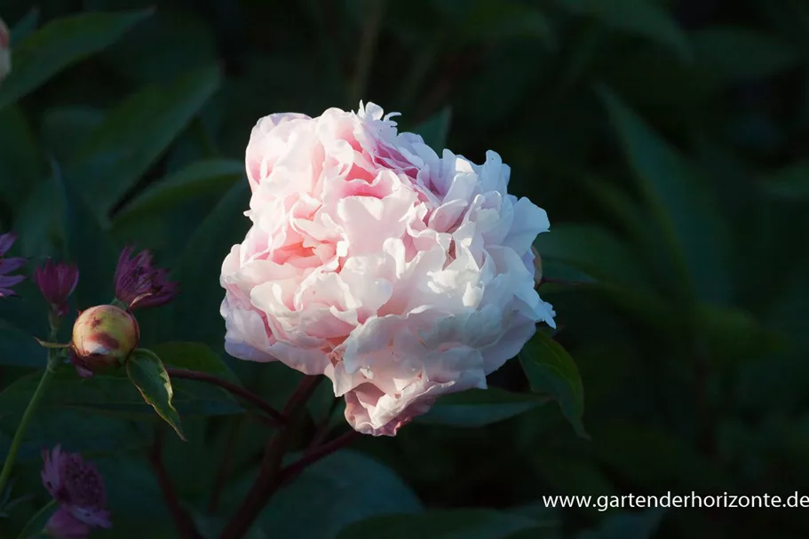 Pfingstrose 'Catharina Fontijn' 2 Liter Topf