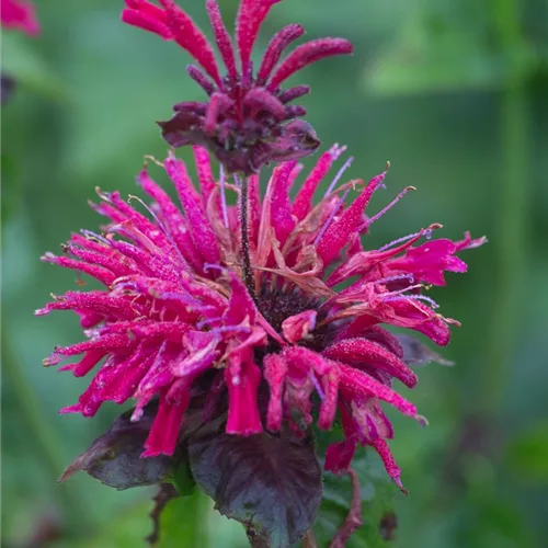 Niedrige Indianernessel 'Fireball'