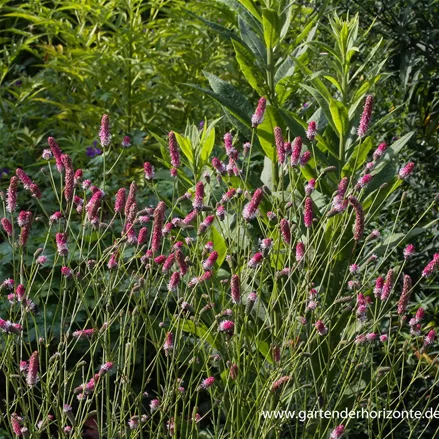 Rosa Wiesenknopf 'Pink Tanna'