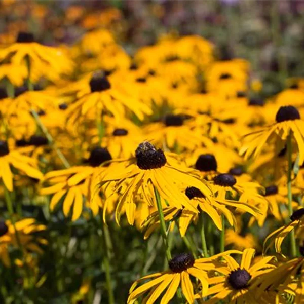 Leuchtender Sonnenhut 'Goldsturm'