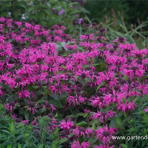 Niedrige Indianernessel 'Pink Lace'