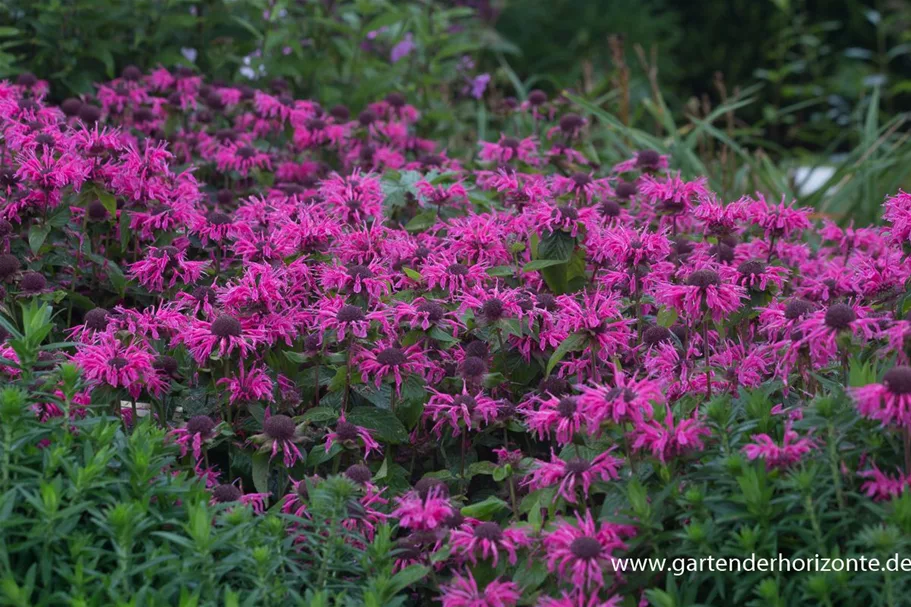 Niedrige Indianernessel 'Pink Lace' 1 Liter Topf