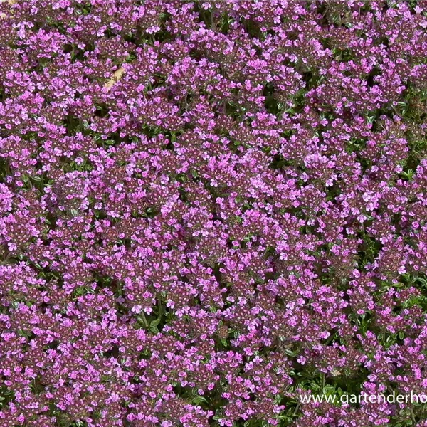 Sand-Thymian 'Bienenpflanze Coccineus'