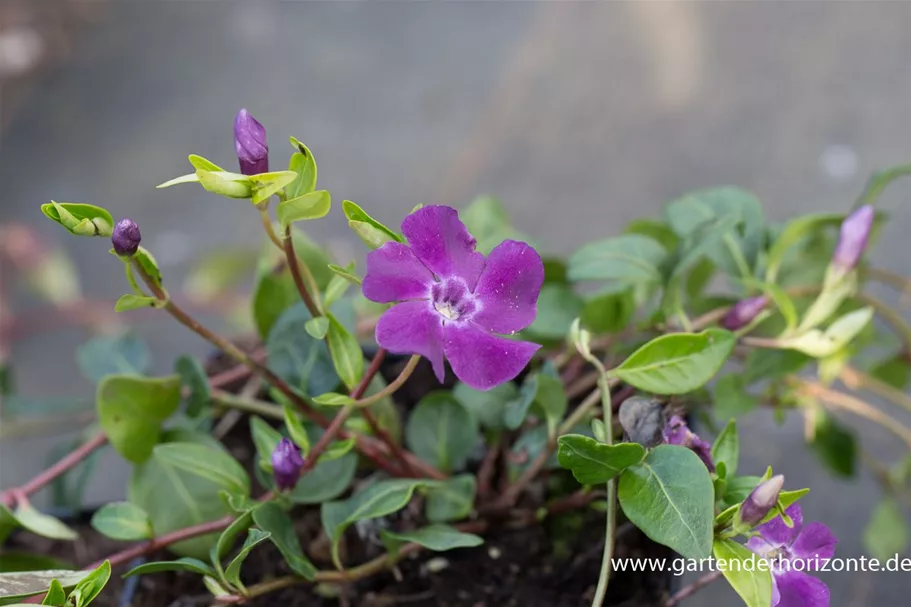 Kleinblättriges Immergrün 'Atropurpurea' 9 x 9 cm Topf 0,5 Liter