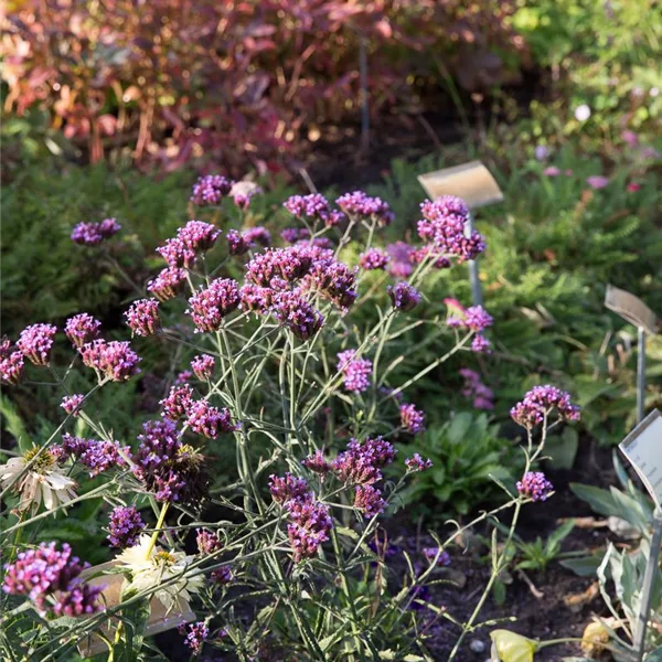 Niedriges Eisenkraut 'Lollipop'